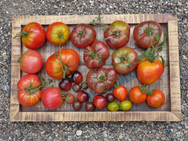 Tomaten auf Tablett