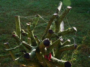 Spinnennetz im Baum