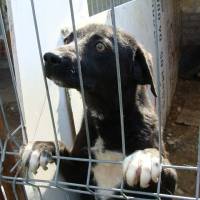 Rumänische Straßenhunde - Vermittlung und Patenschaft